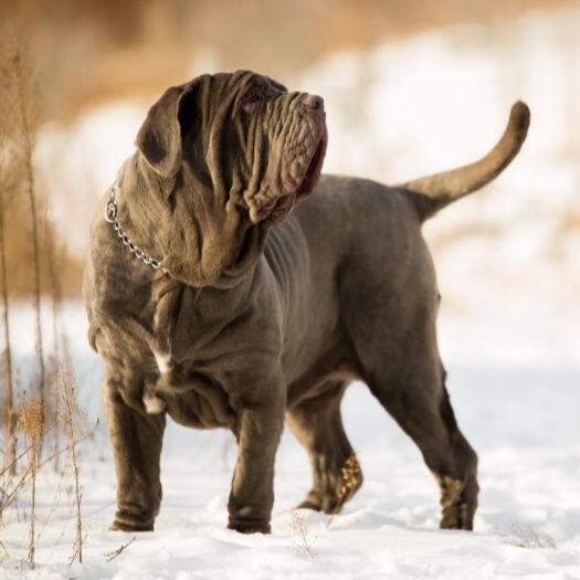 Neapolitan mastiff of store dog